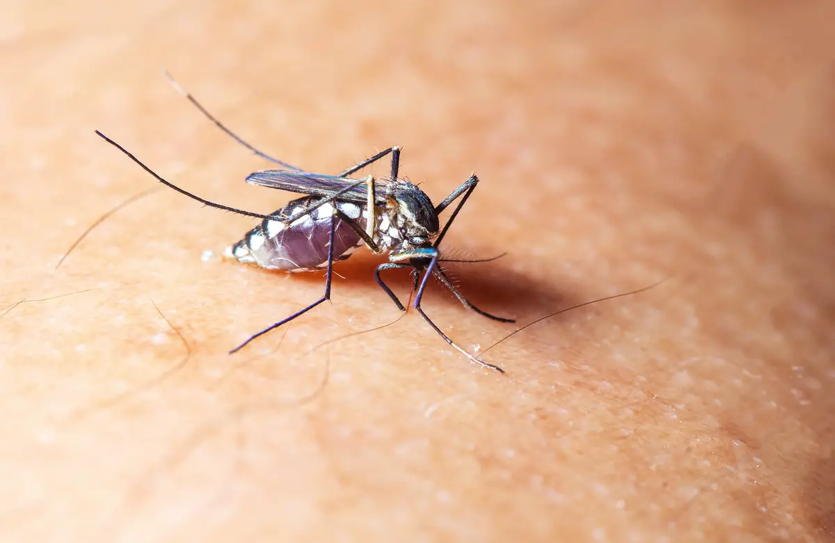 Mosquito biting human skin.