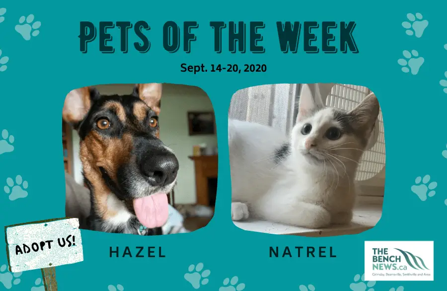 Pets of the week: Sept.14-20