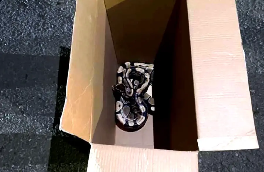 Beamsville ball python found