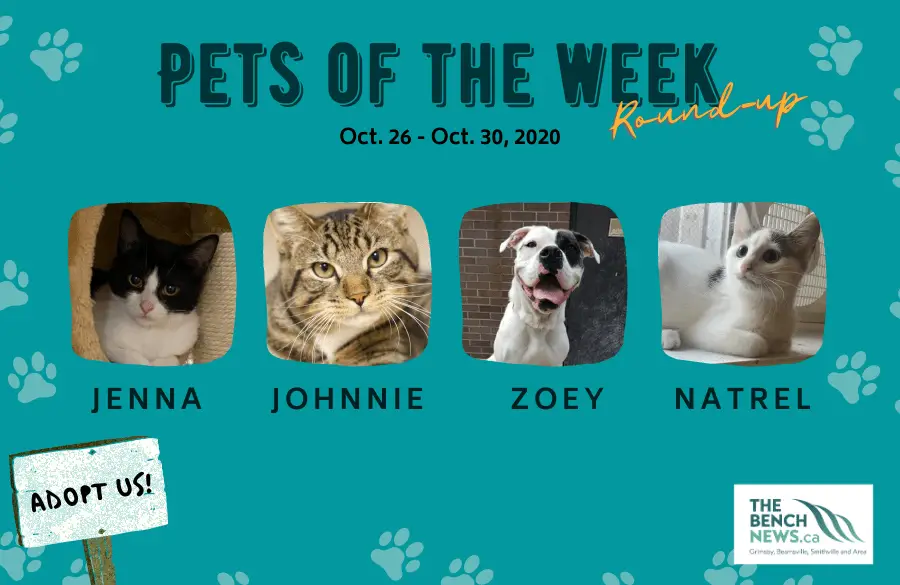 Pet Adoption of the Week Round-Up