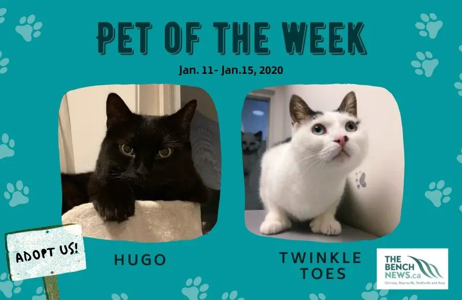 Pet Adoption of the Week - Hugo and Twinkle Toes