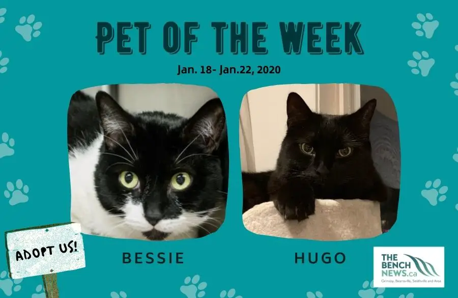 Pet Adoption of the Week - Bessie and Hugo