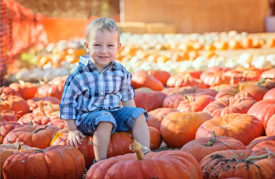 pumpkin patch with young boy