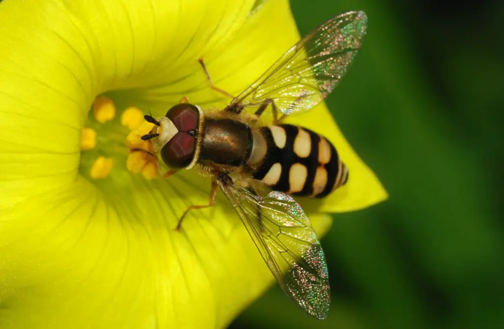 Hoverfly