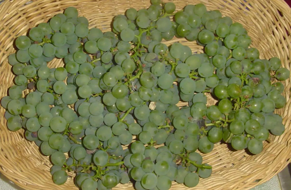 Niagara table grapes